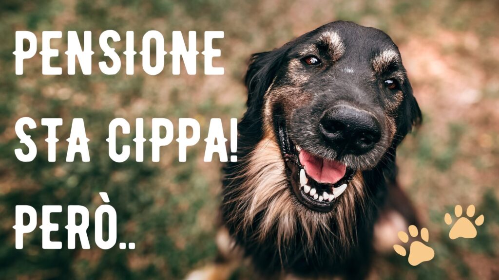 pensione per cani consigli