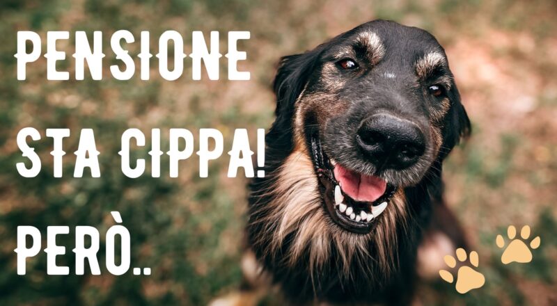 pensione per cani consigli