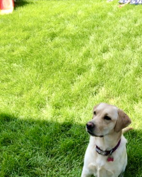 casa vacanze pet friendly trentino alto adige